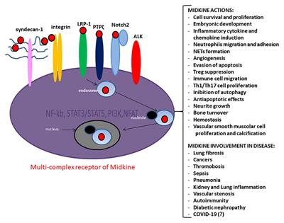 Physiology of Midkine and Its Potential Pathophysiological Role in COVID-19